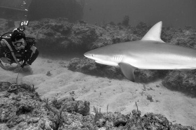 Bahama Reef Shark.JPG