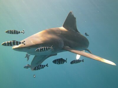 White tip Reef shark #1.jpg