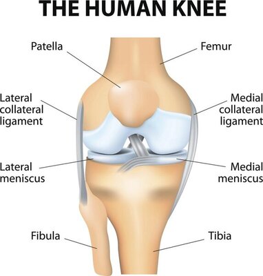 human-knee-diagram.jpeg