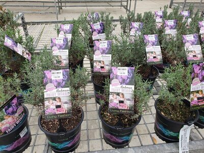 20210523_143745.jpg 20210523_143745.jpg