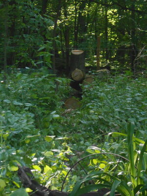 DSCN2289.JPG DSCN2289.JPG