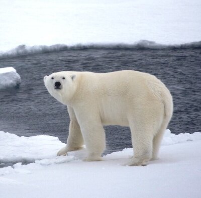 polarbeaerstudy1.jpg