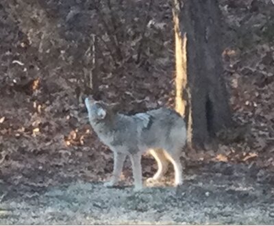coyote1.JPG