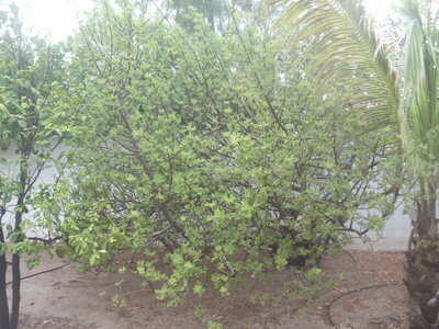 fruit 3.JPG fruit 3.JPG