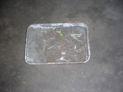 DSCN8440.jpg DSCN8440.jpg