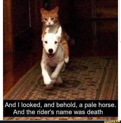 pale horse cat.jpg