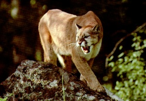mountainlion.jpg