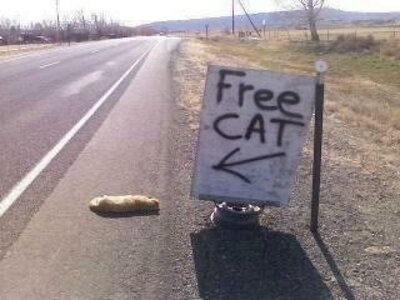 free-cat.jpg