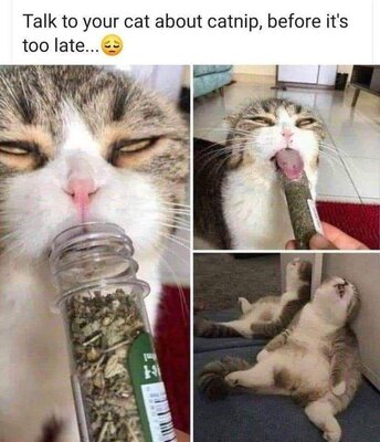 catnip.jpg