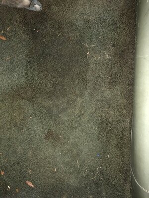 CB2DEB3A-1535-4C94-ACAE-610CD4E02C07.jpeg CB2DEB3A-1535-4C94-ACAE-610CD4E02C07.jpeg