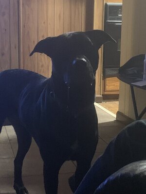 3025DEBE-CC4F-4E05-9CD2-D185C98080DD.jpeg 3025DEBE-CC4F-4E05-9CD2-D185C98080DD.jpeg