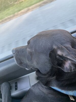 74343782-D7BB-47A1-B5D8-8D7301293E7A.jpeg 74343782-D7BB-47A1-B5D8-8D7301293E7A.jpeg