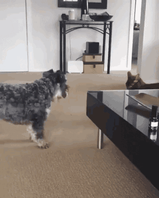 Cat stalking dog.gif