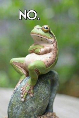 No frog.jpg No frog.jpg