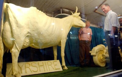 butter cow.jpg butter cow.jpg