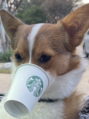 18098988-CD67-4205-8209-B1EE63F49885.jpeg 18098988-CD67-4205-8209-B1EE63F49885.jpeg