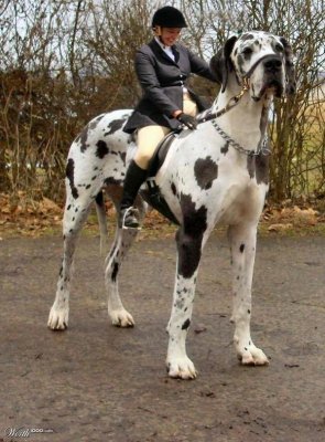 worlds largest dog great dog pictures[1].jpg