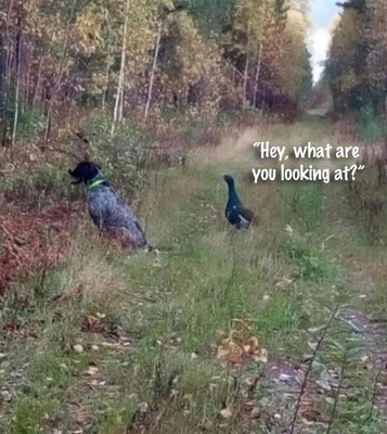 dog duck.jpg