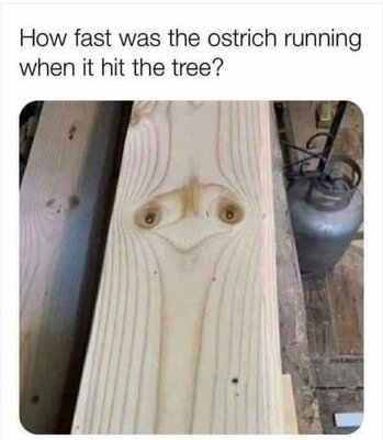 Ostrich.jpg