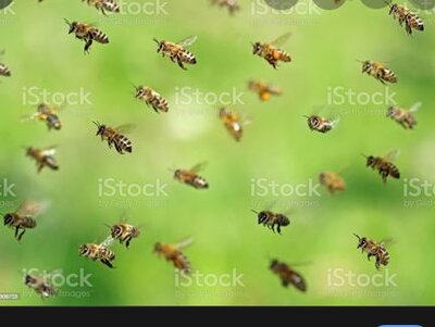 bees.JPG
