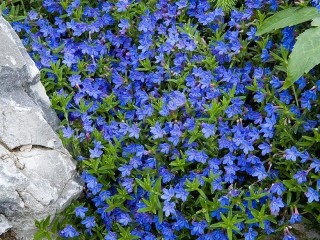 Flower (Mobile).jpg Flower (Mobile).jpg