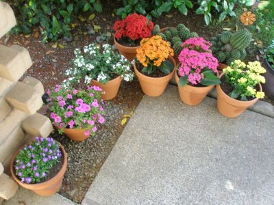 More Flowers 2 001 (Small).JPG