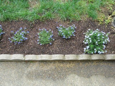 My Flowers 005 (Small).JPG