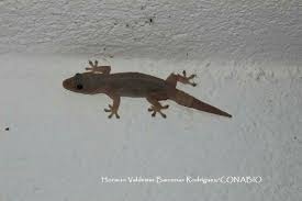 gecko.jpeg