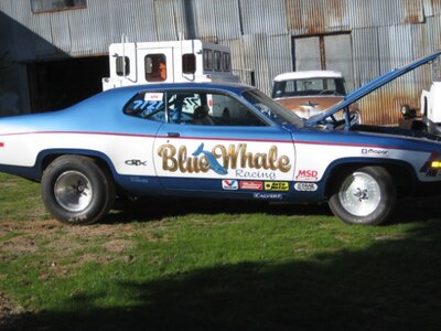 blue whale-1.jpg blue whale-1.jpg