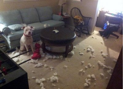 funny_things_all_dog_owners_will_relate_to_640_30.jpg funny_things_all_dog_owners_will_relate_to_640_30.jpg