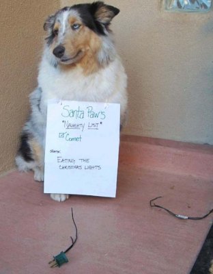 dog-shaming8.jpg dog-shaming8.jpg