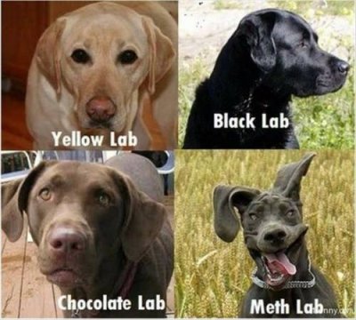 funnydog.jpg