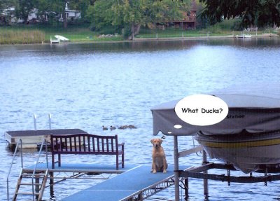 JAKE-DUCKS.jpg