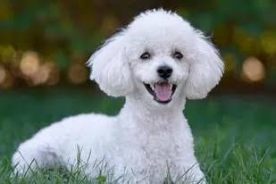 images (1) (18).jpeg images (1) (18).jpeg