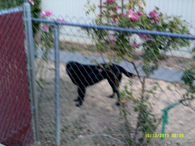 Dog Lu Lu #2.jpg