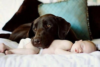 Dog Lab & baby.jpg