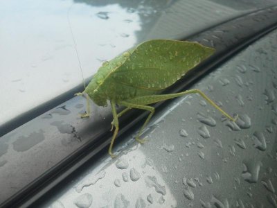 bug.jpg