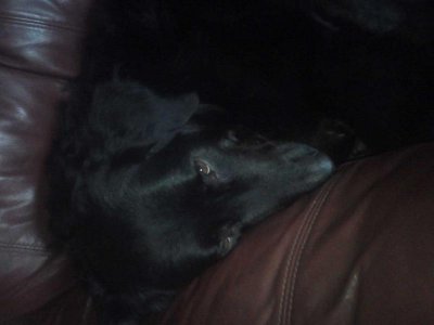 sweet Buddy.jpg