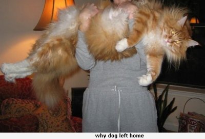 Kitty.jpg