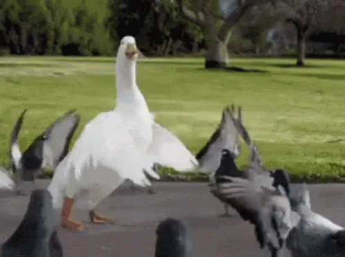 DE2EF87B-D783-49EA-B3D4-17609DBEBE24.gif