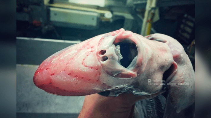 -The-Strangest-Creatures-At-The-Bottom-Of-The-Sea1.png