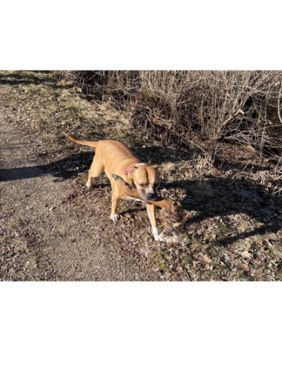 Ruby with a deer leg.jpg