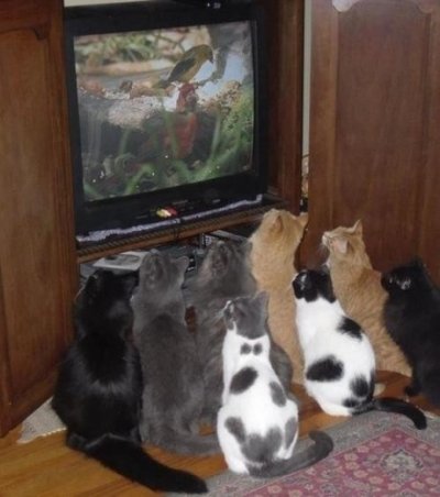 research-through-watching-tv.jpg