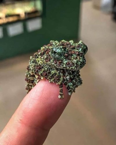Vietnamese mossy frog (Theloderma corticale), native of northern Vietnam and China.jpg