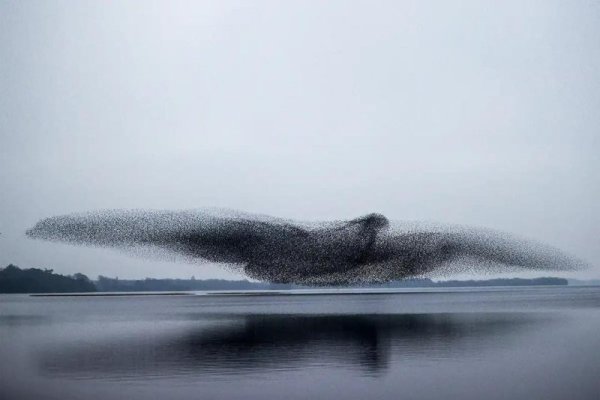 flock of starlings forming the shape of a giant bird as they fly in formation over a lake in I...jpg