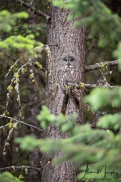 Owl.png