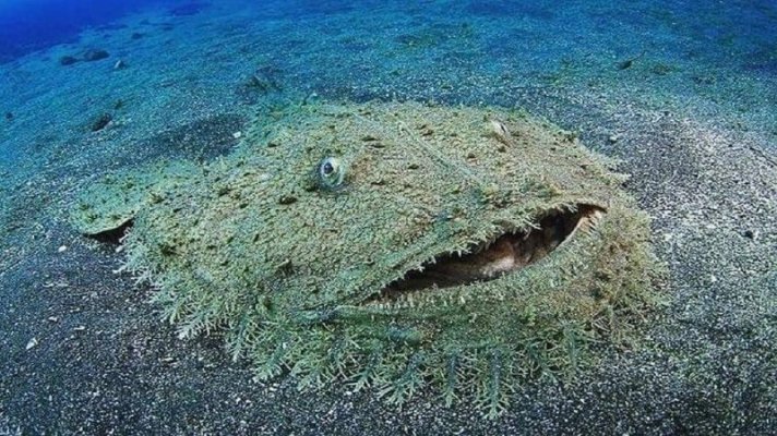 The tasselled wobbegong is a species of carpet shark.jpg