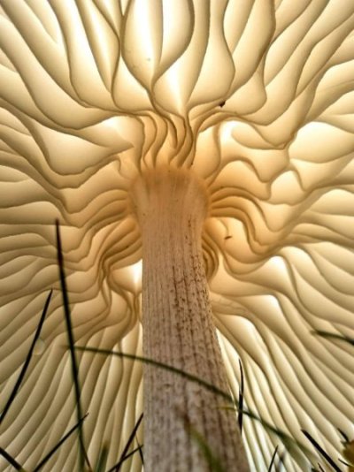 The underside of a mushroom.jpg