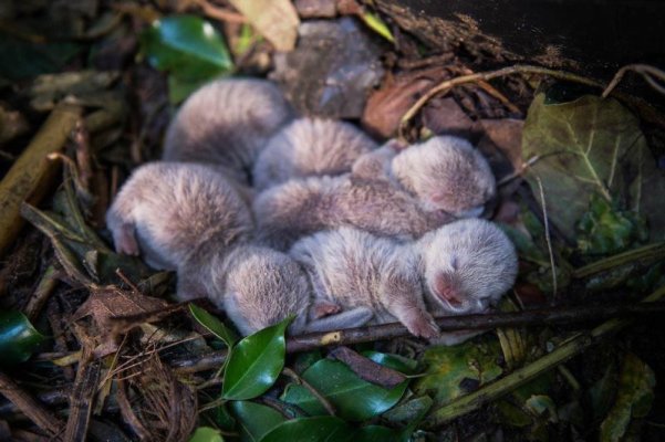 A den of baby otters.jpg
