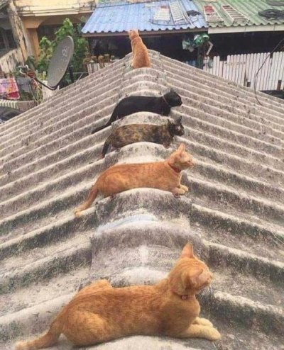 Cats on a Hot Tin Roof.jpg
